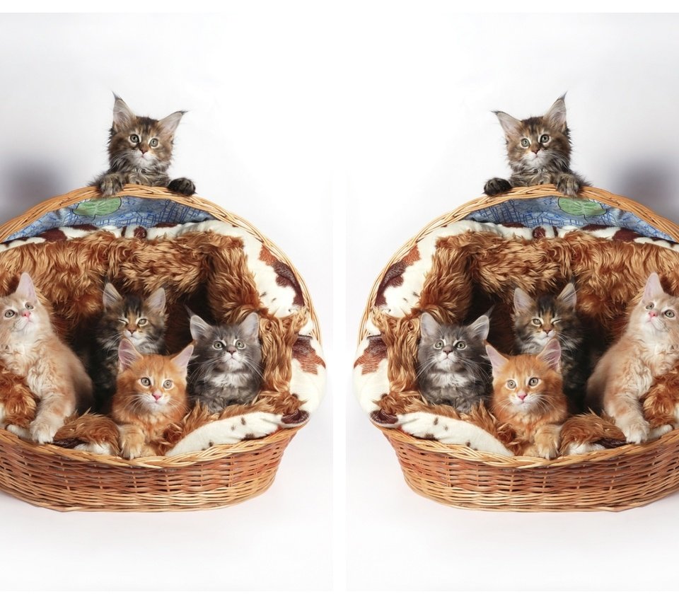Обои кошки, котята, корзинка, мейн-кун, cats, kittens, basket, maine coon разрешение 2000x1440 Загрузить