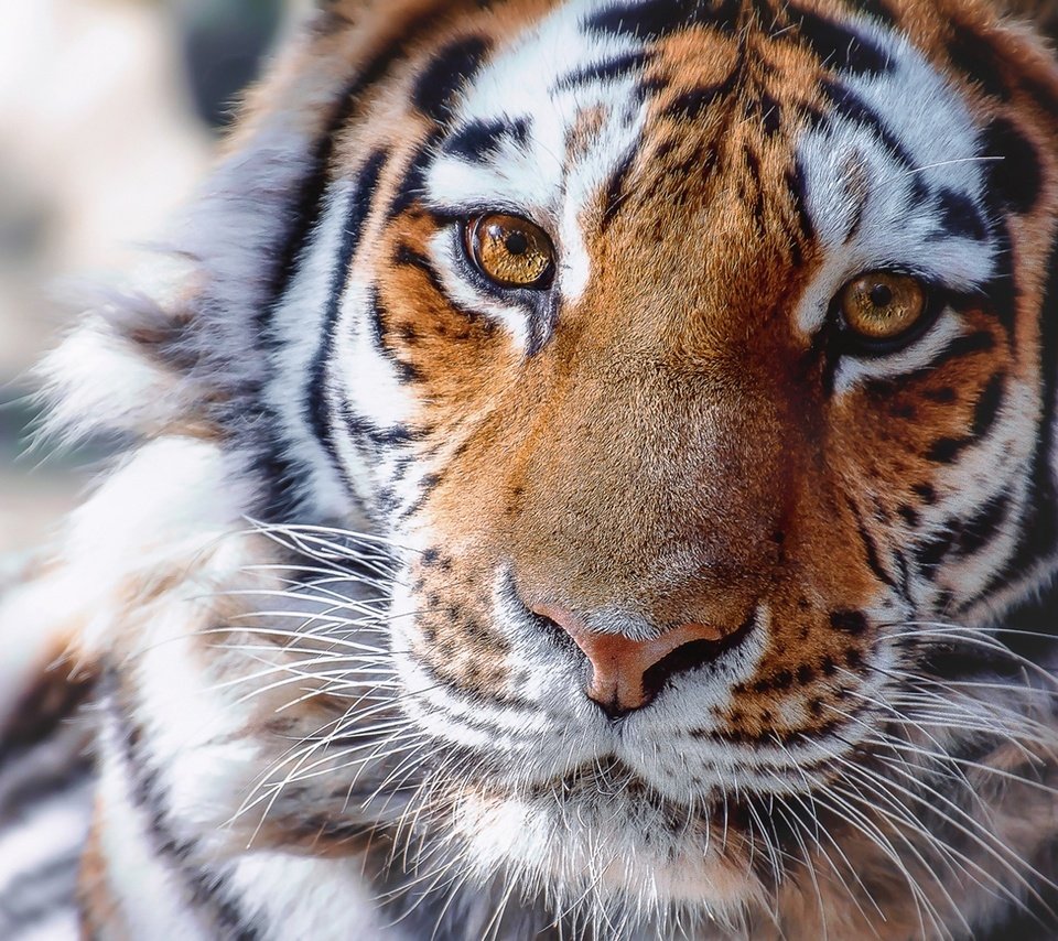 Обои тигр, морда, взгляд, хищник, животное, tiger, face, look, predator, animal разрешение 1920x1280 Загрузить