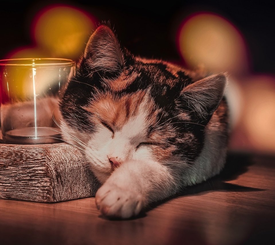 Обои кот, кошка, сон, животное, стаканы, боке, cat, sleep, animal, glasses, bokeh разрешение 2560x1600 Загрузить