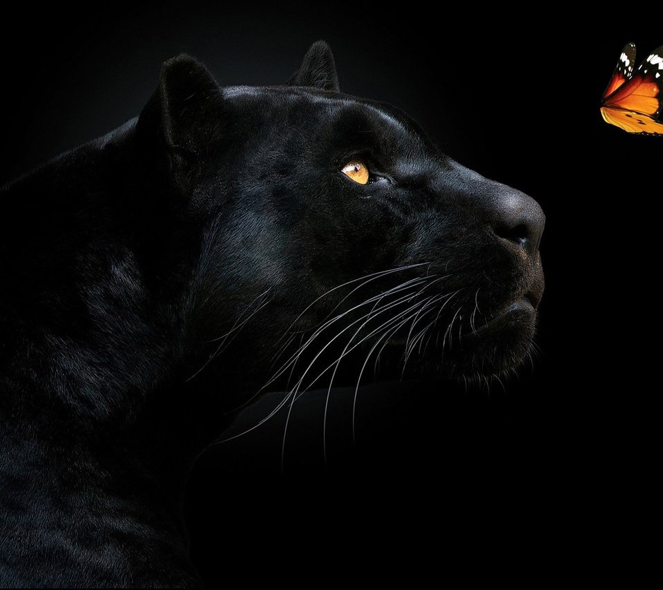 Обои морда, взгляд, бабочка, хищник, черный фон, пантера, чёрная пантера, face, look, butterfly, predator, black background, panther, black panther разрешение 1920x1080 Загрузить