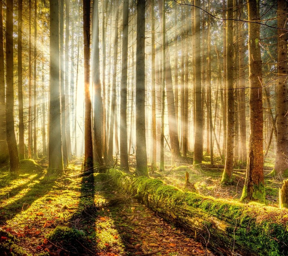 Обои деревья, лес, мох, солнечный свет, trees, forest, moss, sunlight разрешение 1920x1080 Загрузить