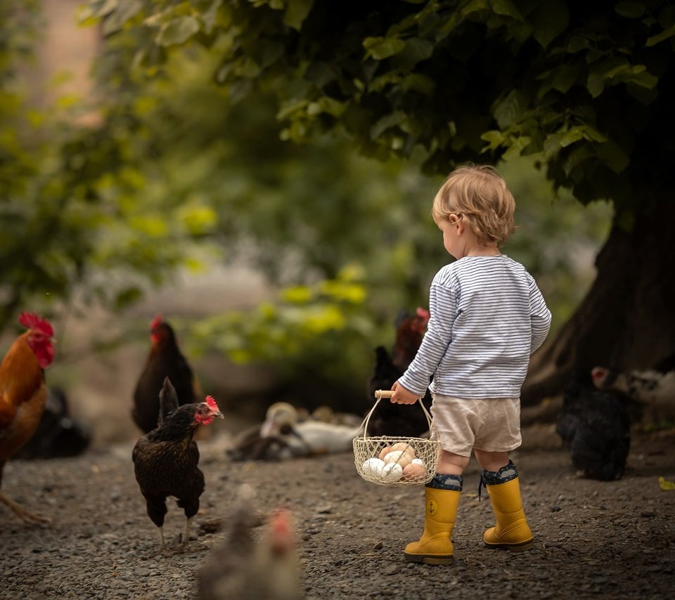 Обои мальчик, яйца, боке, курицы, boy, eggs, bokeh, chicken разрешение 2048x1365 Загрузить