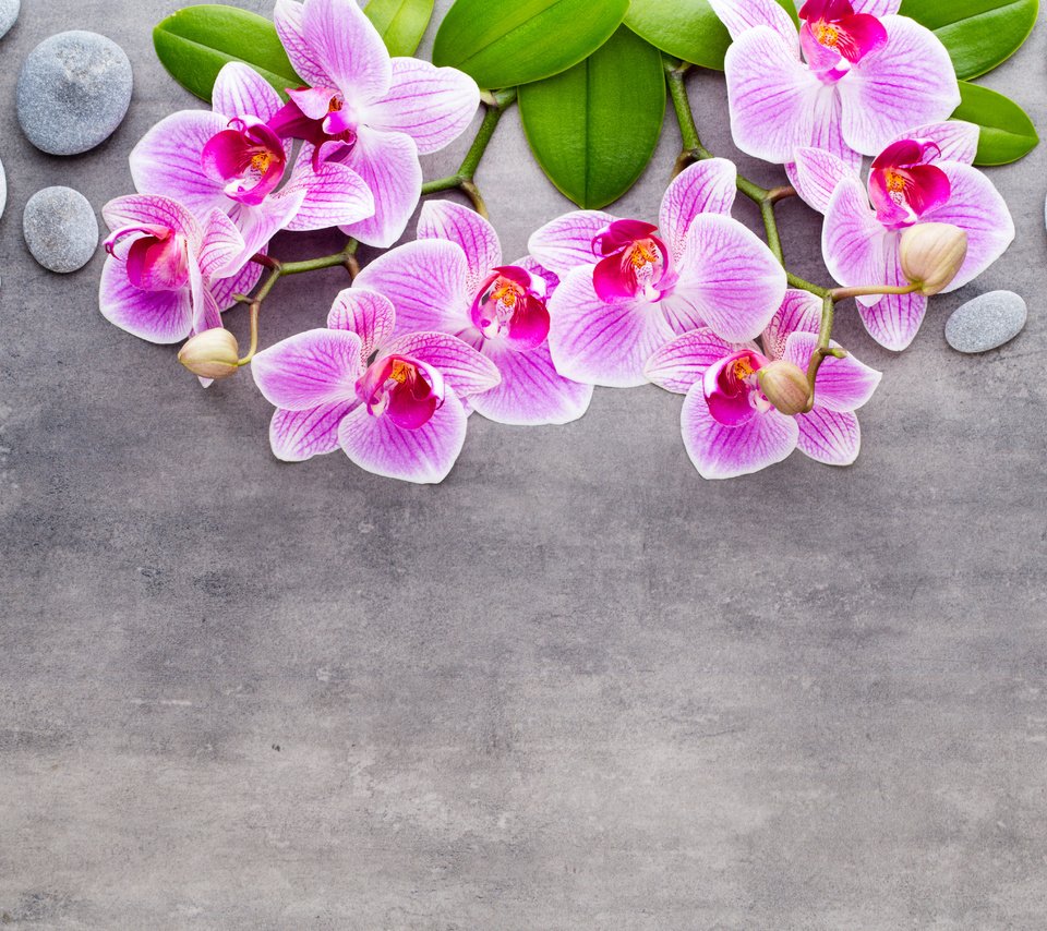 Обои камни, серый фон, розовые цветы, орхидеи, stones, grey background, pink flowers, orchids разрешение 5426x3617 Загрузить