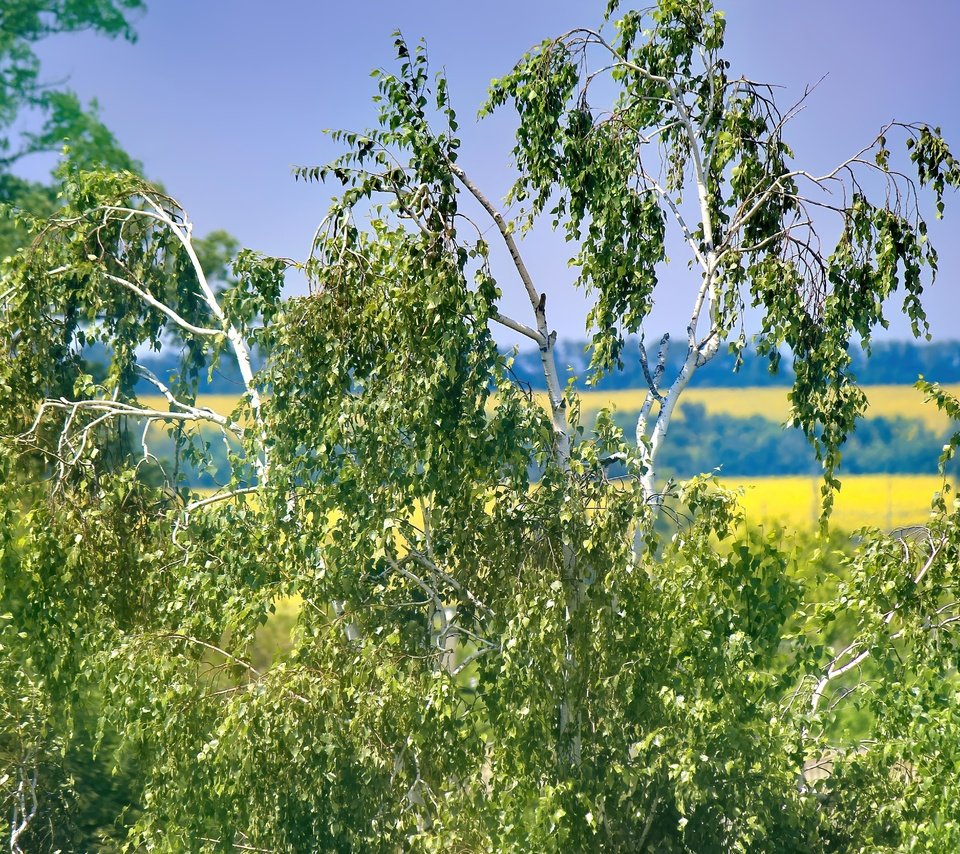 Обои небо, деревья, природа, листья, ветки, лето, береза, the sky, trees, nature, leaves, branches, summer, birch разрешение 5184x3456 Загрузить