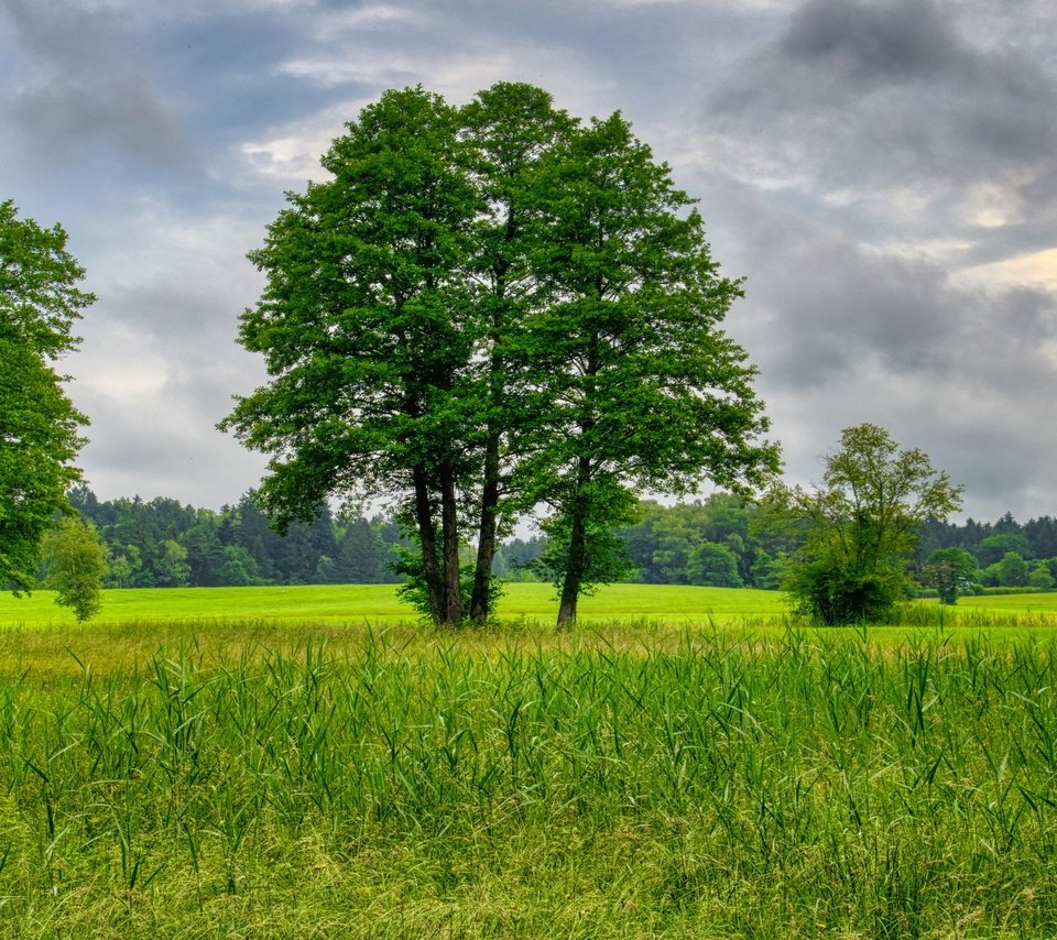 Обои трава, деревья, природа, лето, grass, trees, nature, summer разрешение 3840x2160 Загрузить