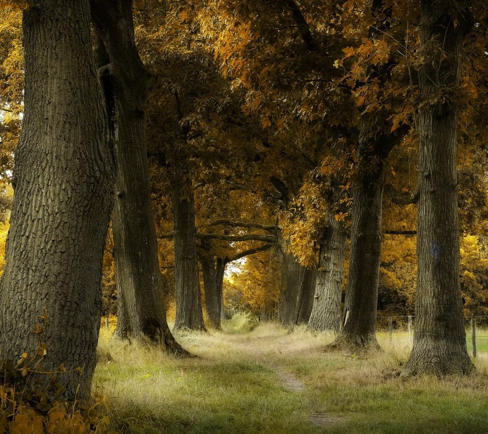 Обои деревья, стволы, осень, тропинка, trees, trunks, autumn, path разрешение 2048x1365 Загрузить