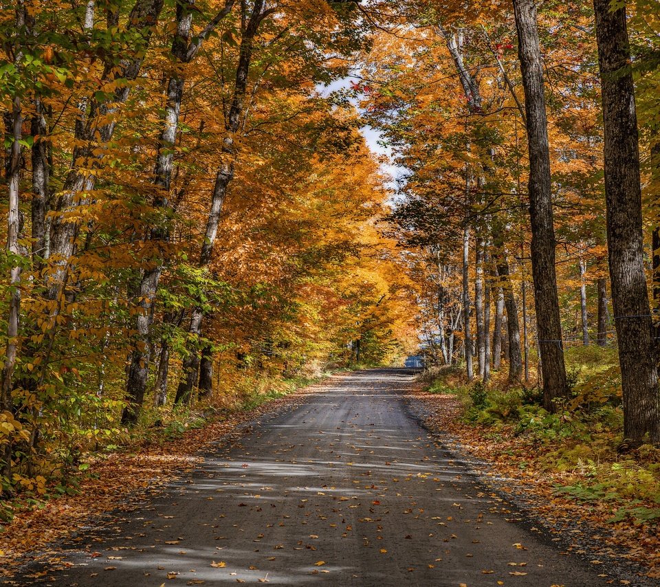 Обои дорога, деревья, природа, лес, осень, road, trees, nature, forest, autumn разрешение 3840x2160 Загрузить