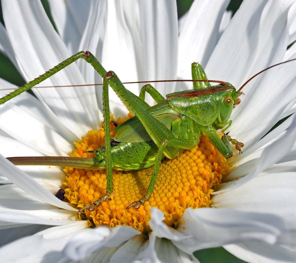 Обои зелёный, макро, насекомое, цветок, лепестки, ромашка, кузнечик, green, macro, insect, flower, petals, daisy, grasshopper разрешение 3316x1848 Загрузить