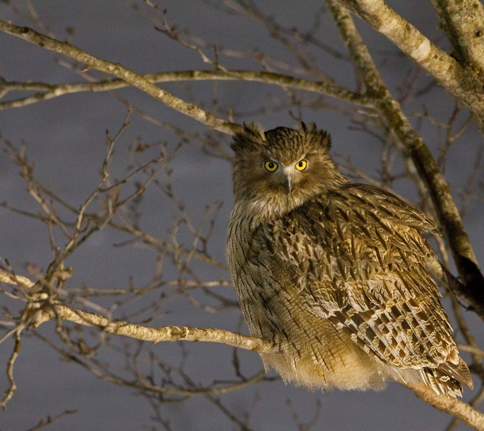 Обои япония, птица, japan, bird разрешение 4458x2508 Загрузить