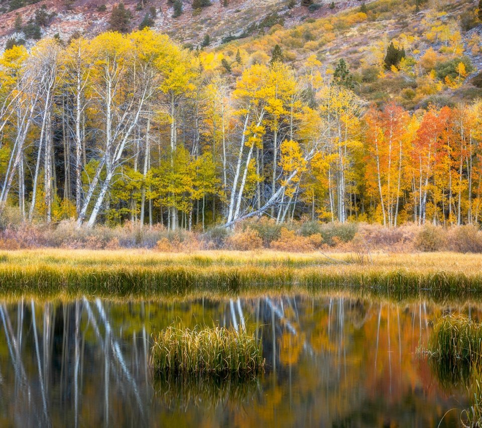 Обои берег, лес, отражение, осень, водоем, shore, forest, reflection, autumn, pond разрешение 6636x4428 Загрузить