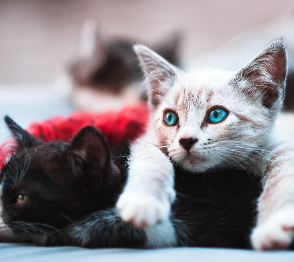 Обои черный, белый, котята, лежат, black, white, kittens, lie разрешение 2400x1771 Загрузить