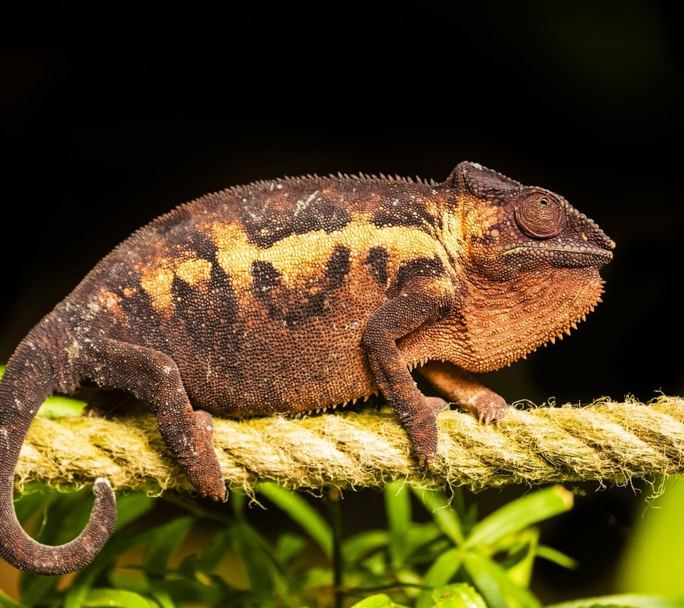 Обои черный фон, веревка, канат, хамелеон, рептилия, black background, rope, chameleon, reptile разрешение 2000x1334 Загрузить