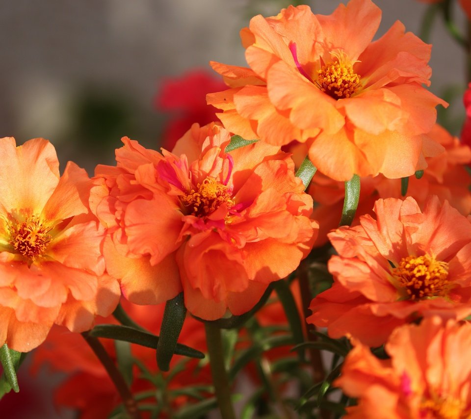 Обои цветы, букет, яркие, оранжевые, боке, flowers, bouquet, bright, orange, bokeh разрешение 6000x4000 Загрузить