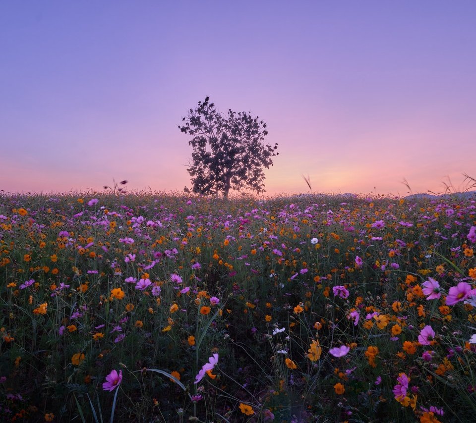 Обои цветы, дерево, луг, тайланд, космея, flowers, tree, meadow, thailand, kosmeya разрешение 2048x1365 Загрузить