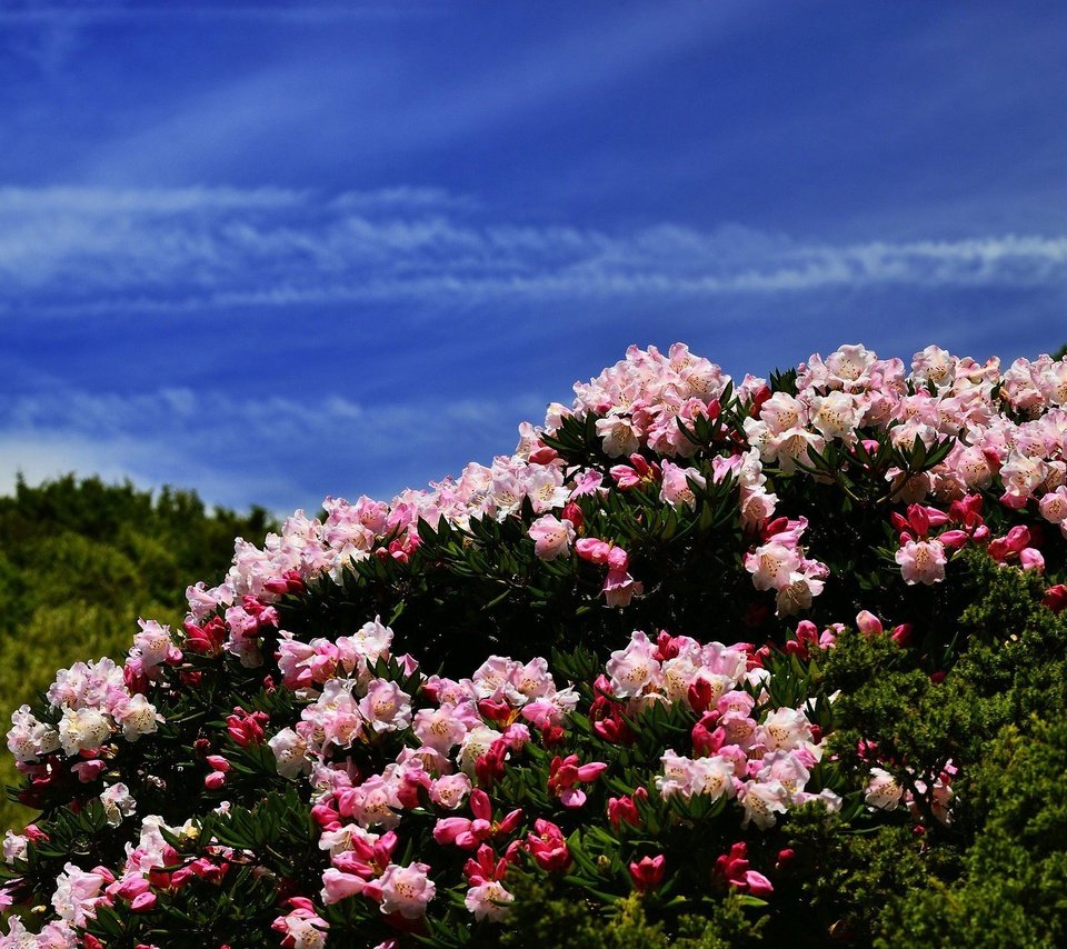 Обои цветы, холмы, синева, азалия, рододендроны, flowers, hills, blue, azalea, rhododendrons разрешение 2048x1367 Загрузить