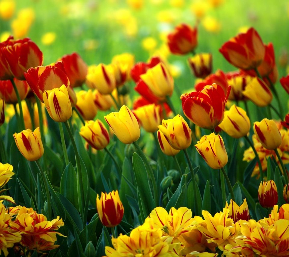 Обои цветы, красные, тюльпаны, яркие, желтые, клумба, разные, боке, flowers, red, tulips, bright, yellow, flowerbed, different, bokeh разрешение 2048x1365 Загрузить