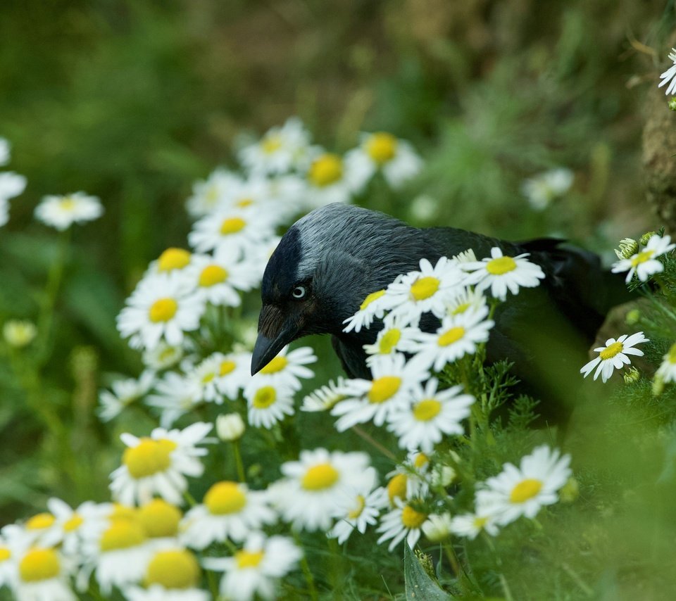 Обои цветы, лето, птица, ромашки, боке, галка, flowers, summer, bird, chamomile, bokeh, jackdaw разрешение 5120x3413 Загрузить