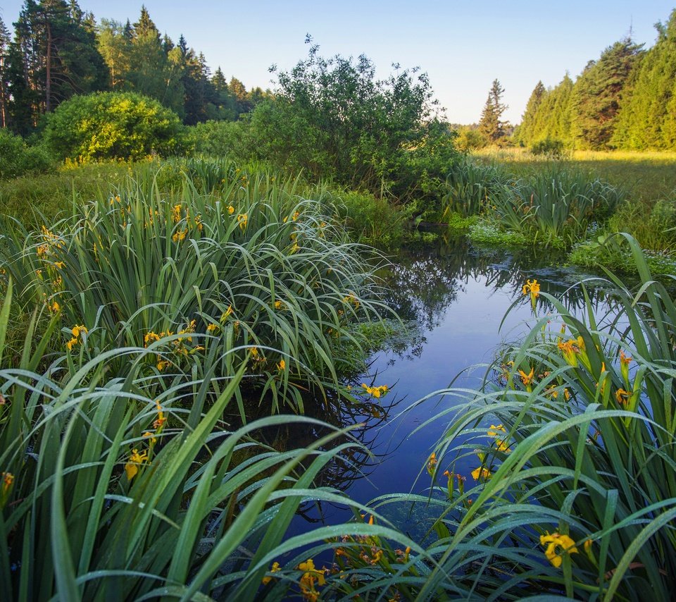 Обои цветы, трава, озеро, берег, листья, водоем, пруд, ирисы, flowers, grass, lake, shore, leaves, pond, irises разрешение 3840x2160 Загрузить