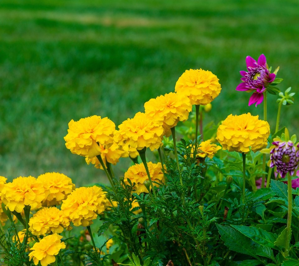 Обои цветы, желтые, бархатцы, flowers, yellow, marigolds разрешение 7360x4912 Загрузить
