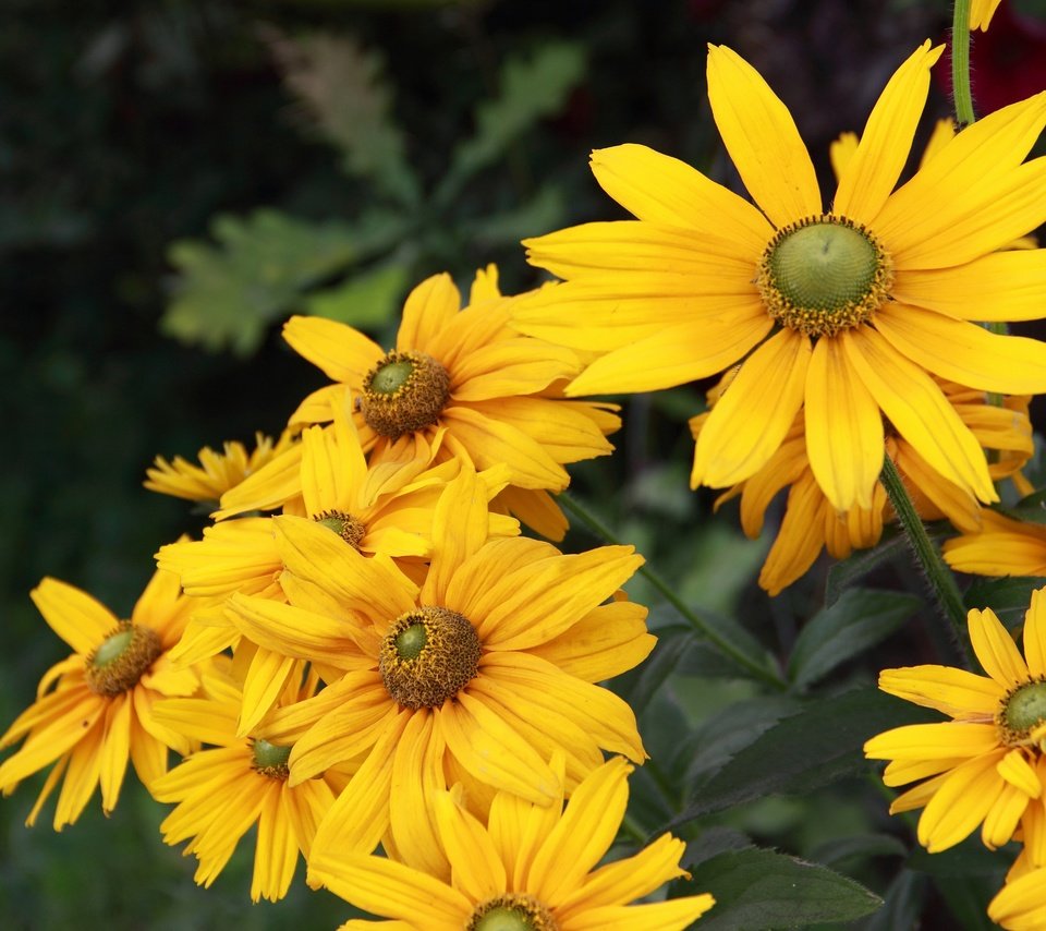 Обои цветы, желтые, рудбекия, flowers, yellow, rudbeckia разрешение 3840x2560 Загрузить