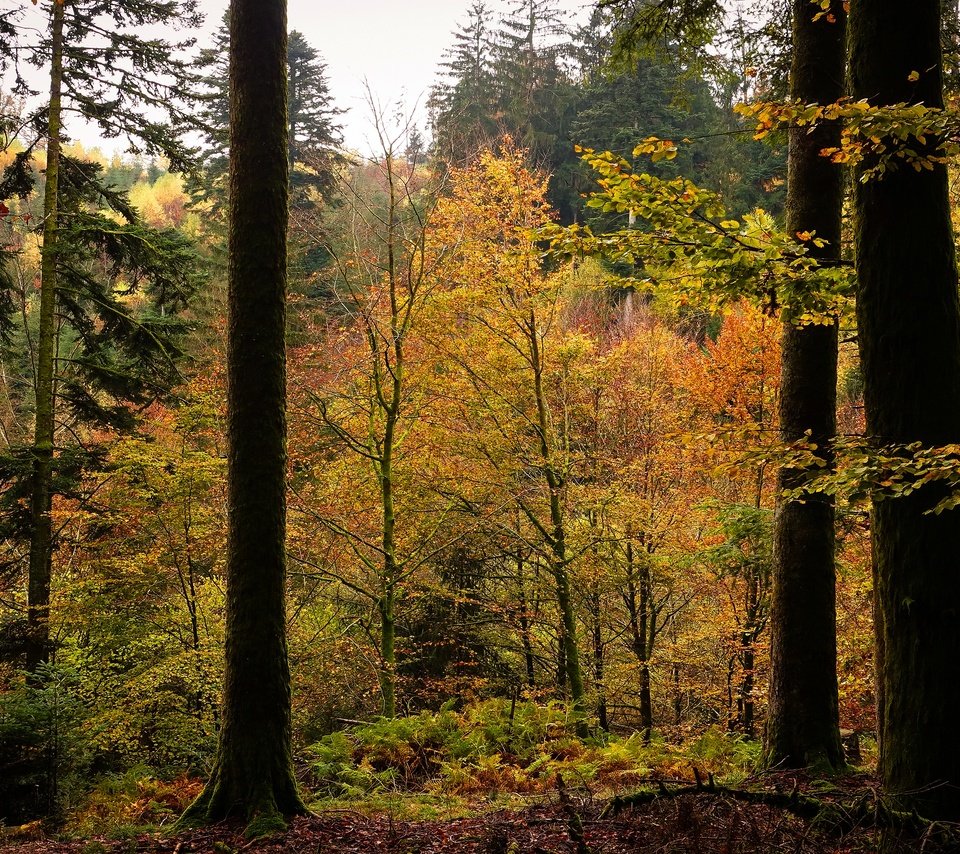 Обои деревья, лес, листва, осень, trees, forest, foliage, autumn разрешение 3840x2160 Загрузить