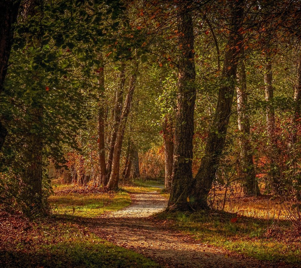 Обои деревья, лес, парк, листва, осень, тропинка, trees, forest, park, foliage, autumn, path разрешение 3840x2160 Загрузить