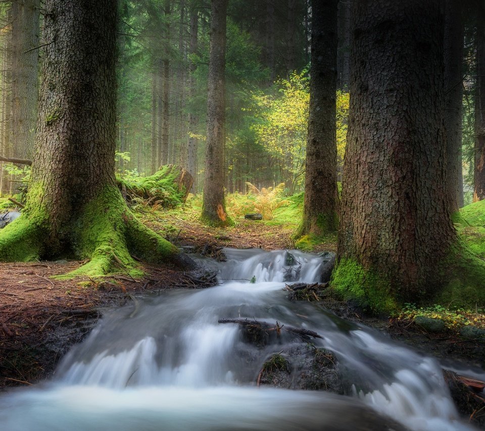 Обои деревья, лес, ручей, мох, trees, forest, stream, moss разрешение 2500x1563 Загрузить