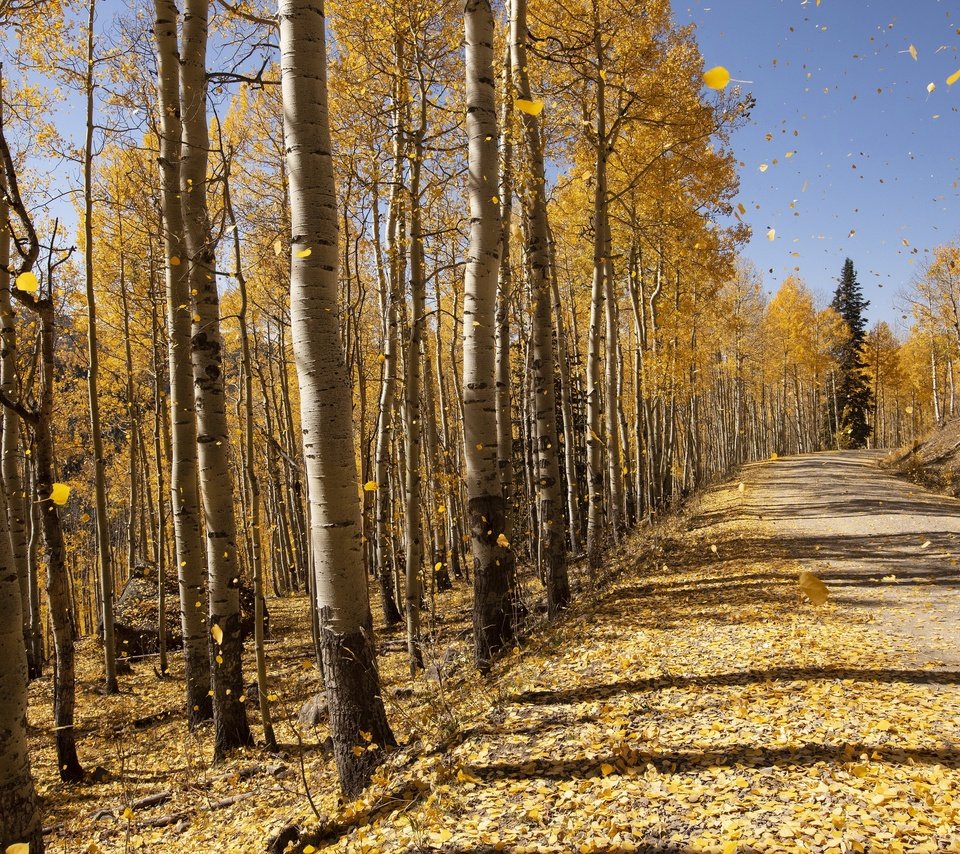 Обои деревья, осень, trees, autumn разрешение 3840x2160 Загрузить