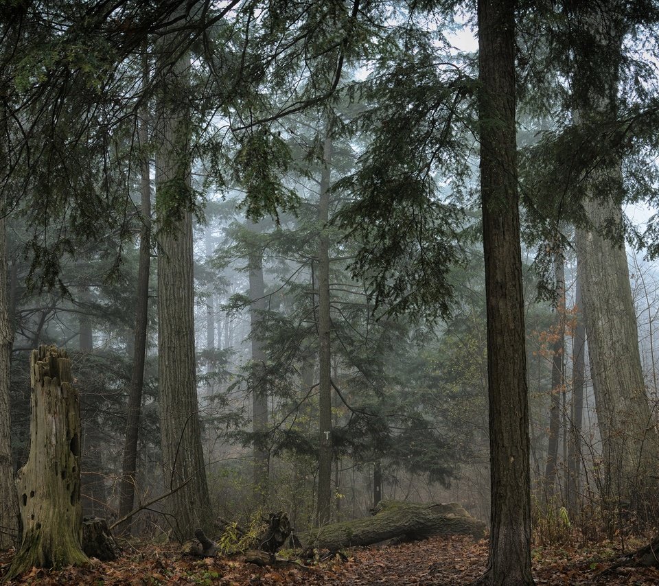 Обои деревья, природа, лес, листья, туман, trees, nature, forest, leaves, fog разрешение 1920x1200 Загрузить