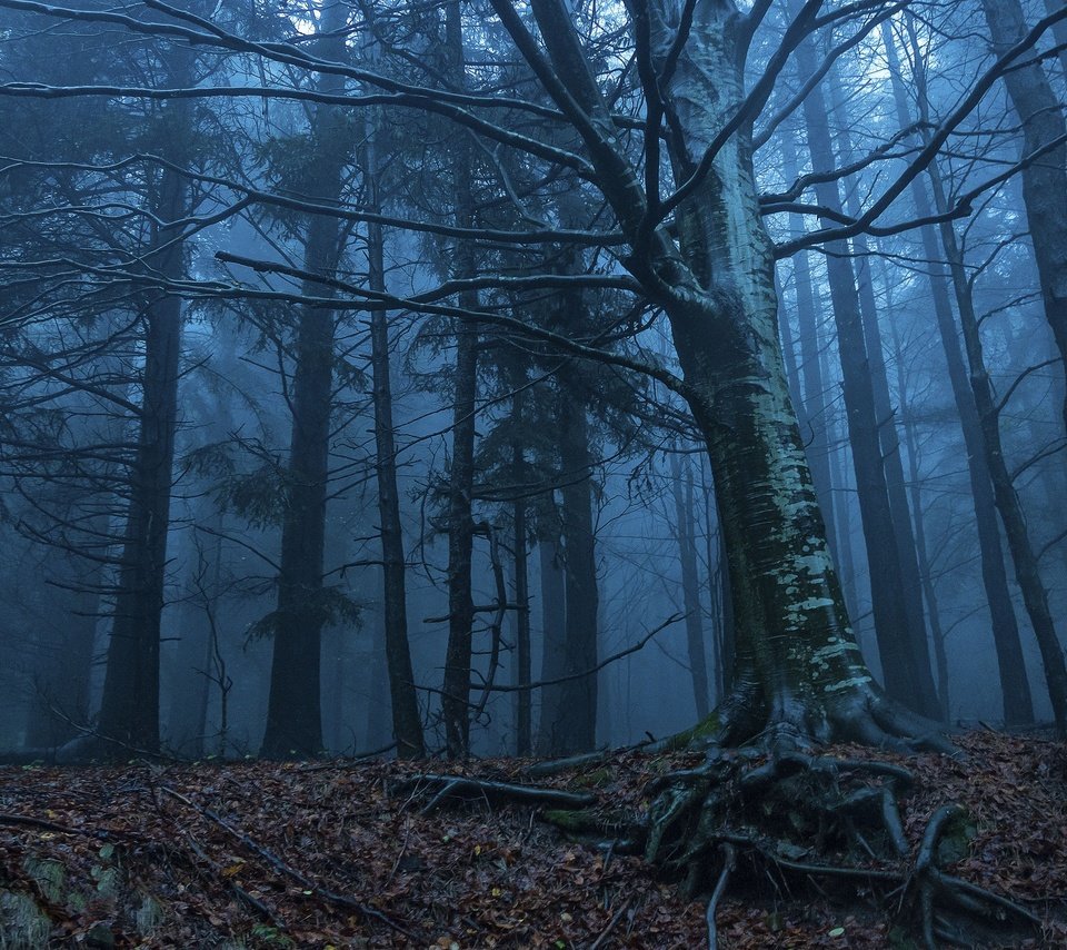 Обои деревья, природа, лес, утро, туман, корни, сумерки, trees, nature, forest, morning, fog, roots, twilight разрешение 2048x1360 Загрузить