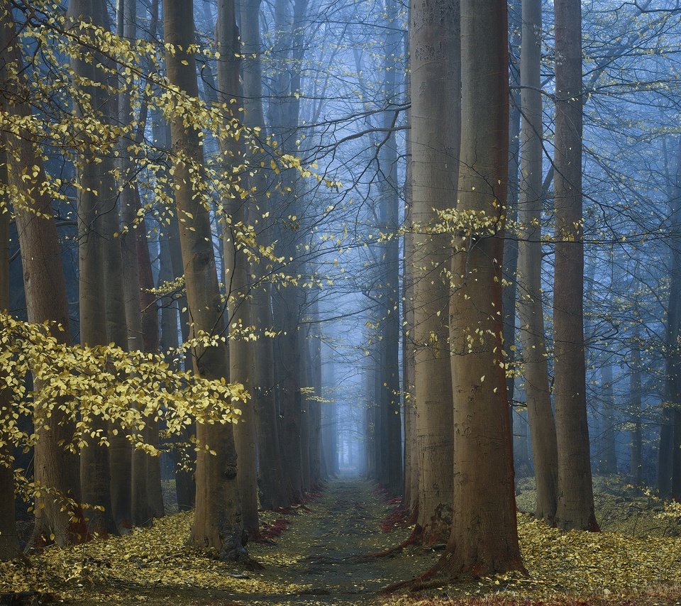 Обои деревья, природа, лес, утро, туман, осень, trees, nature, forest, morning, fog, autumn разрешение 2048x1365 Загрузить