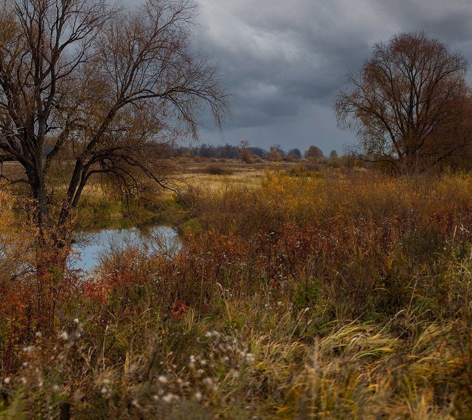 Обои деревья, природа, тучи, пейзаж, осень, травы, trees, nature, clouds, landscape, autumn, grass разрешение 1920x1080 Загрузить