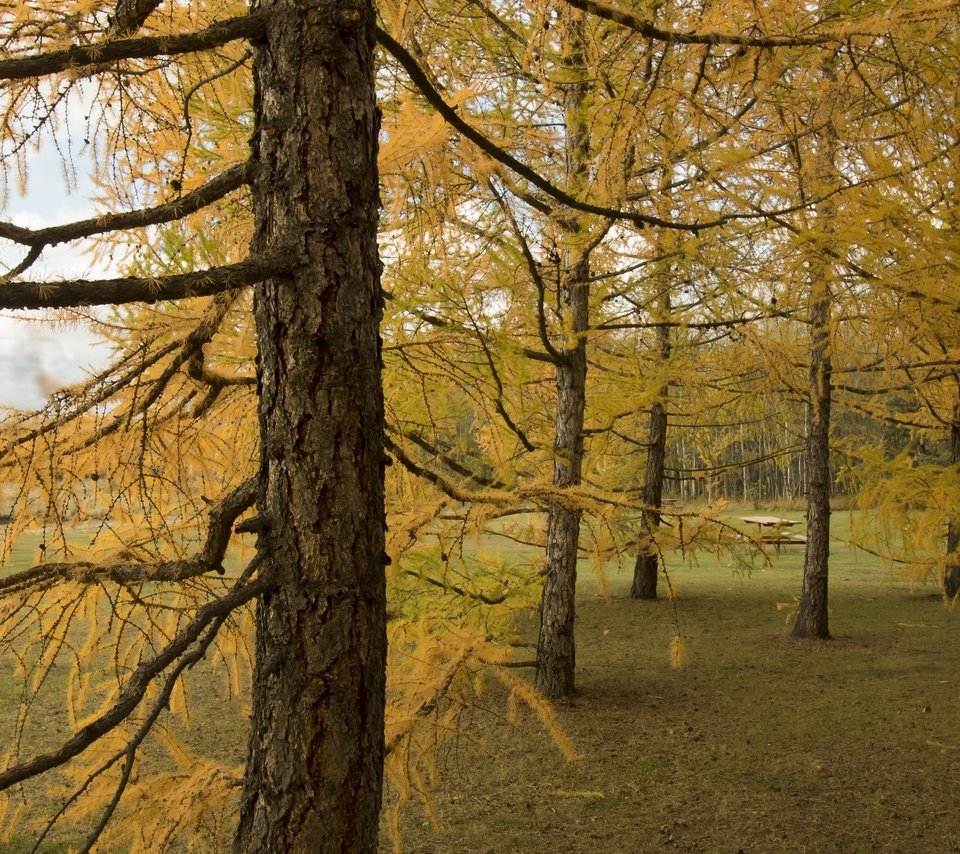 Обои деревья, природа, trees, nature разрешение 3840x2160 Загрузить