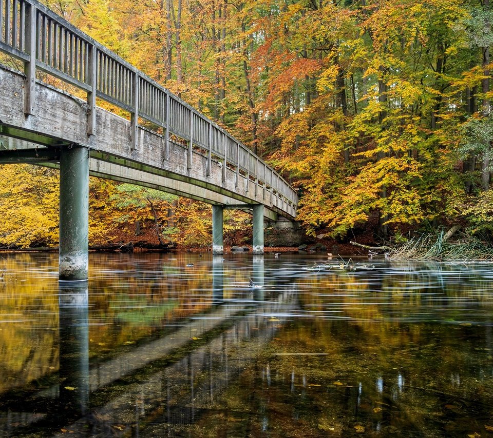 Обои деревья, река, лес, парк, мост, осень, германия, trees, river, forest, park, bridge, autumn, germany разрешение 2480x1653 Загрузить