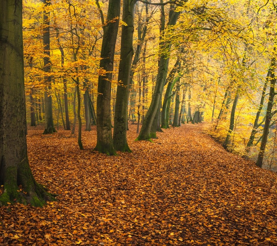 Обои деревья, река, парк, осень, германия, опавшая листва, trees, river, park, autumn, germany, fallen leaves разрешение 2048x1152 Загрузить