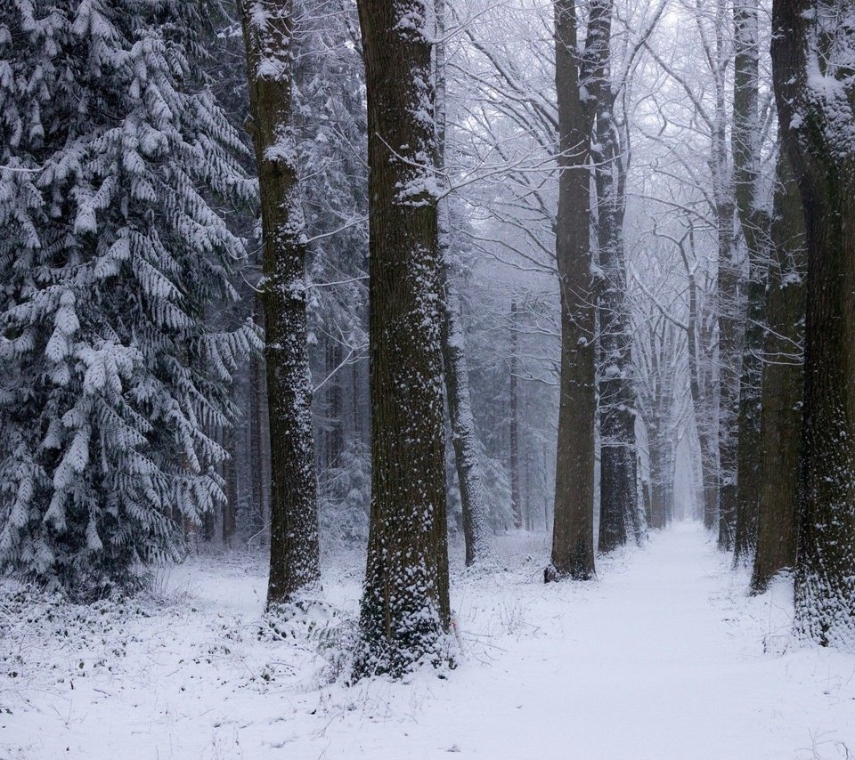 Обои деревья, снег, природа, лес, зима, нидерланды, trees, snow, nature, forest, winter, netherlands разрешение 2048x1365 Загрузить