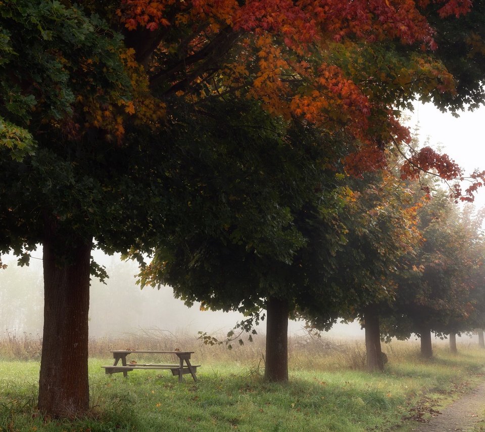 Обои деревья, туман, осень, trees, fog, autumn разрешение 2048x1365 Загрузить