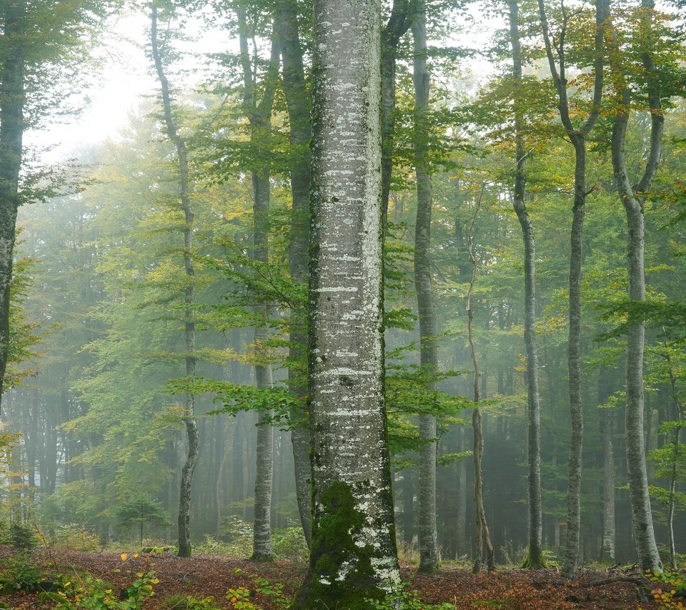 Обои деревья, туман, trees, fog разрешение 3840x2160 Загрузить