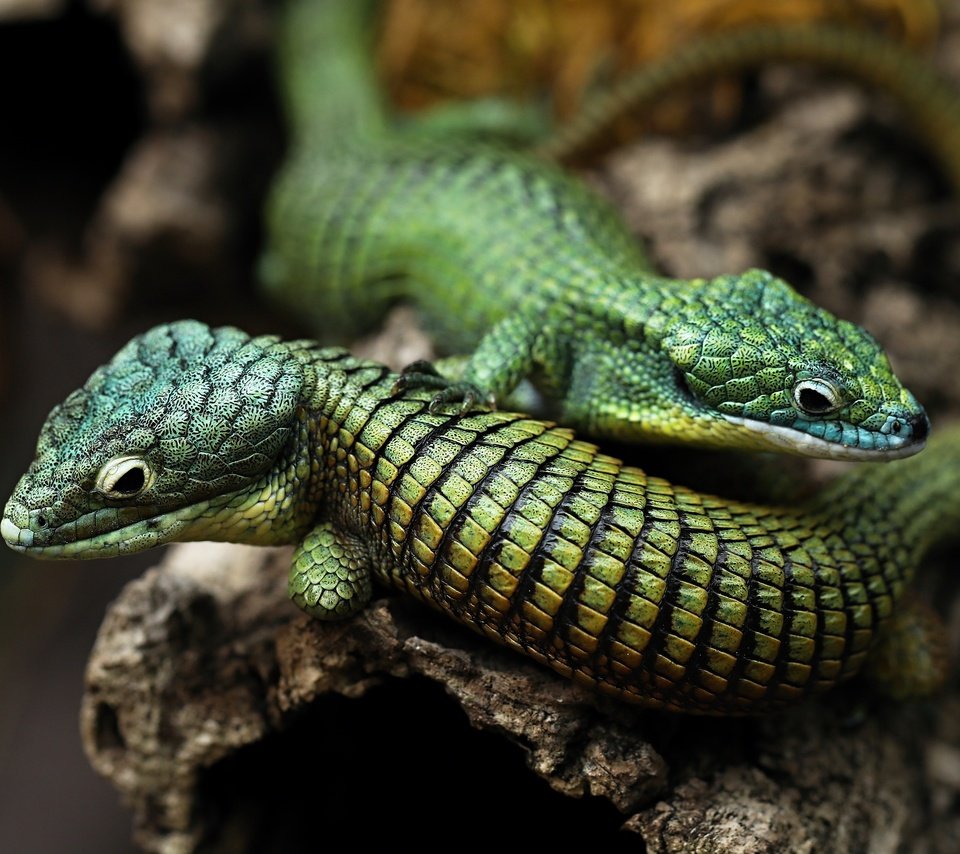 Обои дерево, поза, ящерица, парочка, две, ящерицы, дупло, рептилии, tree, pose, lizard, a couple, two, lizards, the hollow, reptiles разрешение 3840x2160 Загрузить