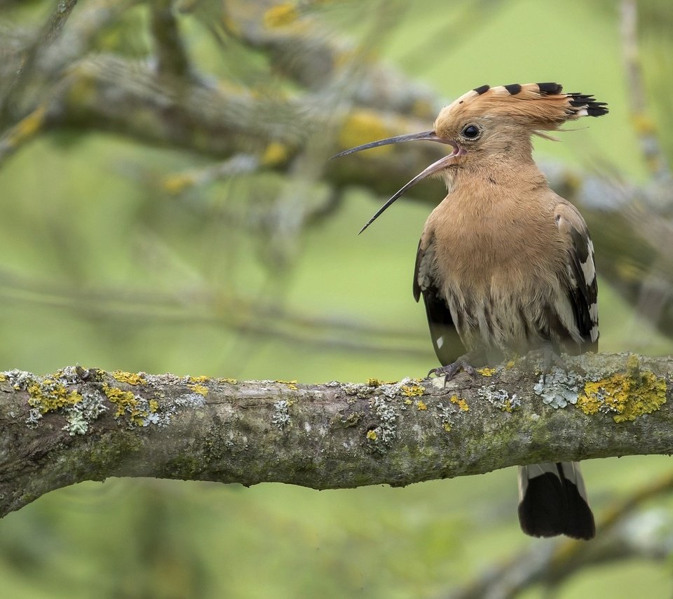 Обои дерево, птица, удод, tree, bird, hoopoe разрешение 2048x1152 Загрузить