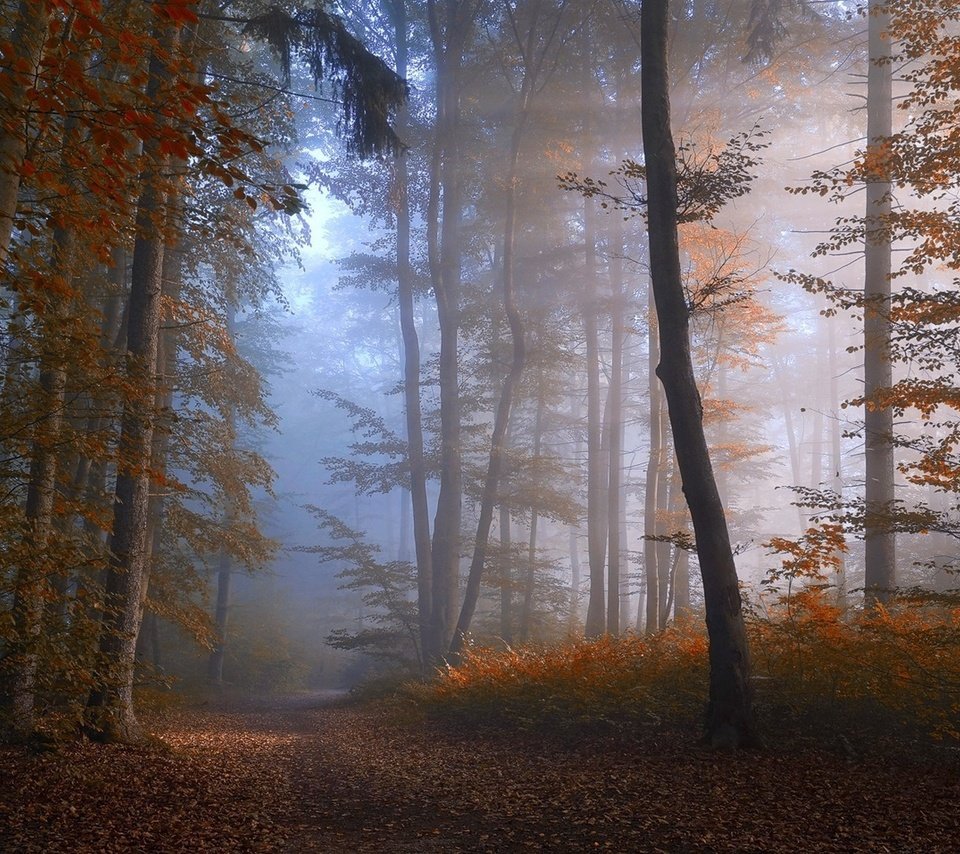 Обои дорога, деревья, лес, туман, осень, road, trees, forest, fog, autumn разрешение 1920x1080 Загрузить