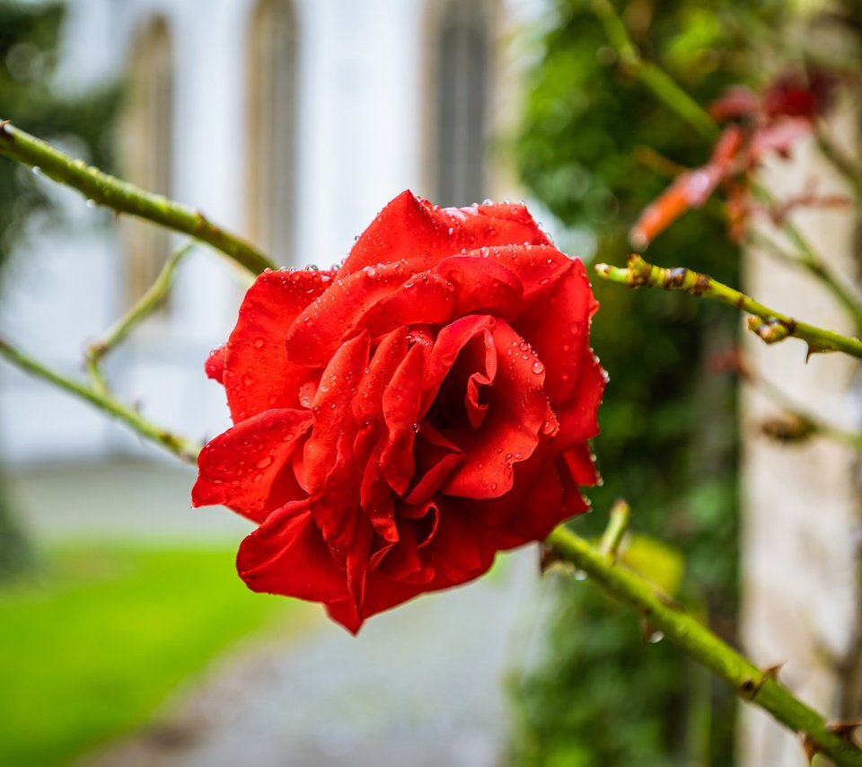 Обои фон, цветок, ветки, капли, роза, красная, боке, background, flower, branches, drops, rose, red, bokeh разрешение 3840x2555 Загрузить