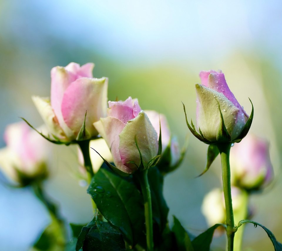 Обои фон, капли, розы, букет, нежные, боке, background, drops, roses, bouquet, gentle, bokeh разрешение 4000x2669 Загрузить