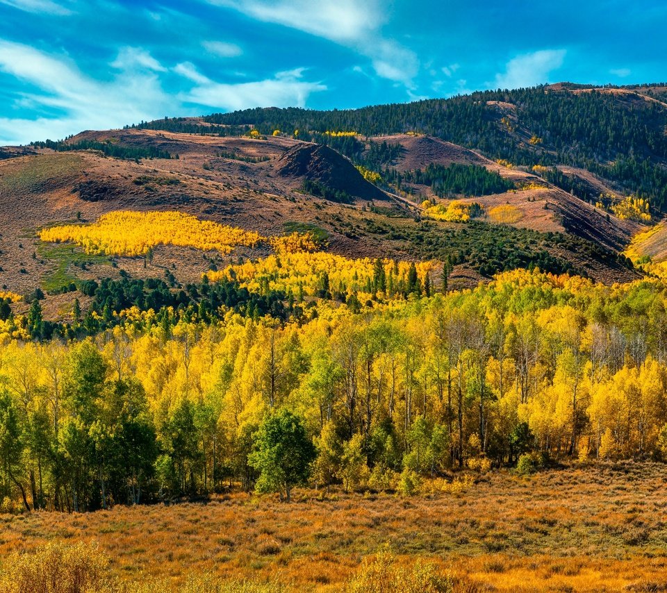 Обои горы, лес, mountains, forest разрешение 3641x2048 Загрузить