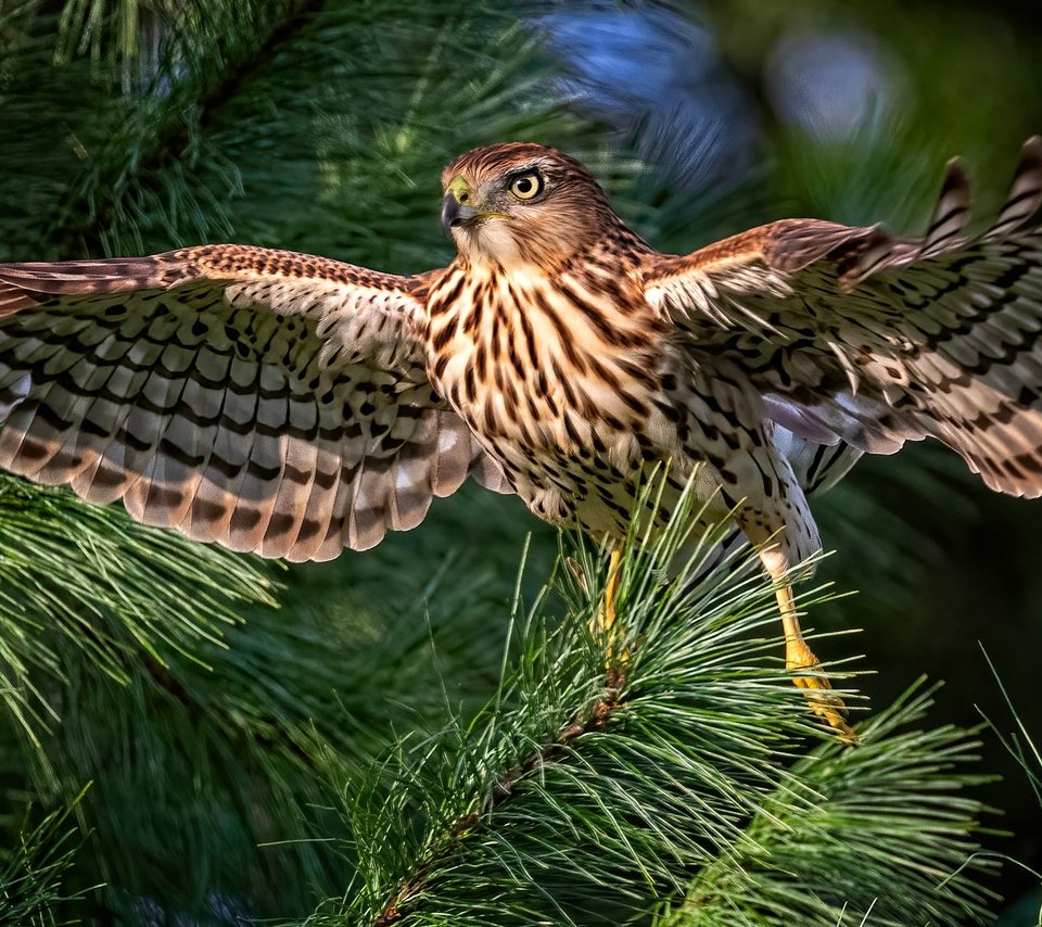 Обои хвоя, ветки, птица, сокол, боке, размах крыльев, needles, branches, bird, falcon, bokeh, wingspan разрешение 2000x1125 Загрузить