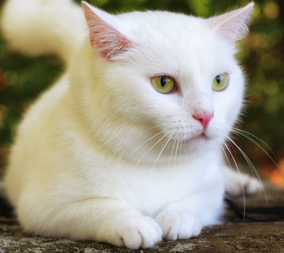 Обои кот, кошка, взгляд, белая, боке, cat, look, white, bokeh разрешение 3840x2160 Загрузить