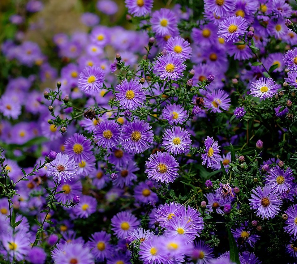 Обои куст, много, сиреневые, астры, bush, a lot, lilac, asters разрешение 2880x1918 Загрузить