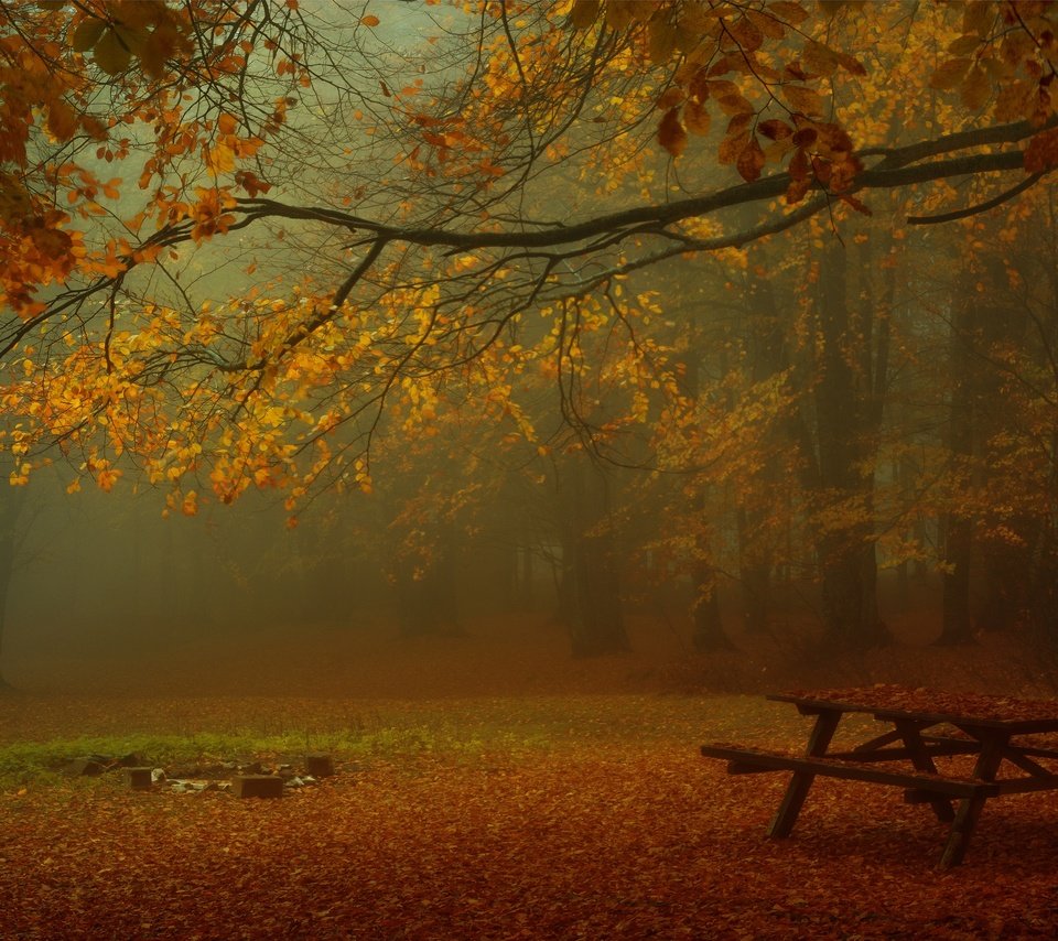 Обои лес, парк, туман, ветки, листва, осень, стол, скамейки, forest, park, fog, branches, foliage, autumn, table, benches разрешение 3840x2160 Загрузить