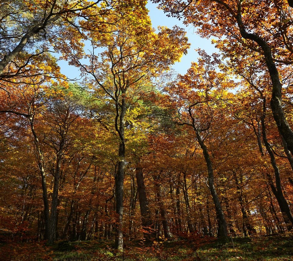 Обои лес, стволы, листва, осень, кроны, forest, trunks, foliage, autumn, crown разрешение 3840x2160 Загрузить