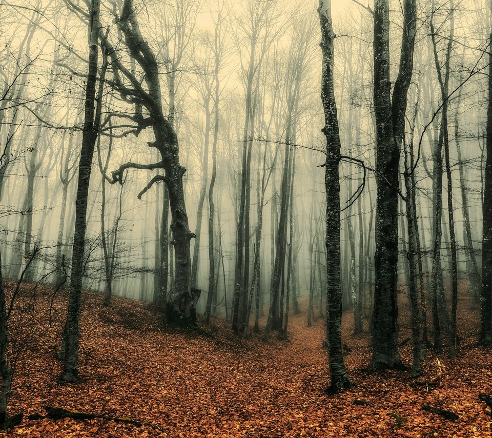Обои лес, туман, стволы, осень, листопад, forest, fog, trunks, autumn, falling leaves разрешение 3840x2160 Загрузить